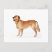 Carte postale du Golden Retriever alerte (Devant)