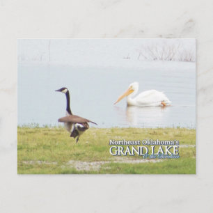 Carte postale du Grand Lac Oklahoma pélican3
