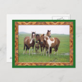 Carte Postale Du Groupe De Chevaux Appaloosa (Devant / Derrière)