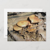 Carte postale du groupe des champignons orange (Devant / Derrière)