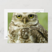 Carte postale du hibou d'alerte (Devant / Derrière)
