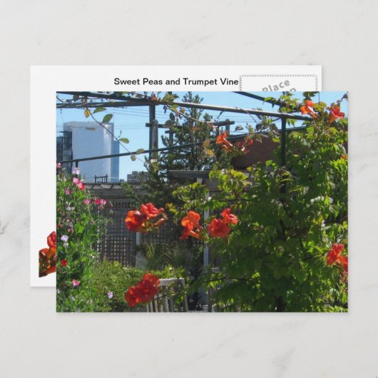 Carte postale du jardin d'août (Devant / Derrière)