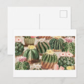Carte postale du jardin de cactus (Devant / Derrière)
