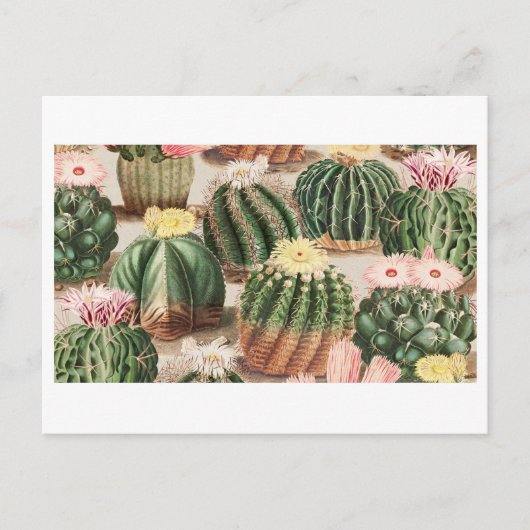 Carte postale du jardin de cactus (Devant)
