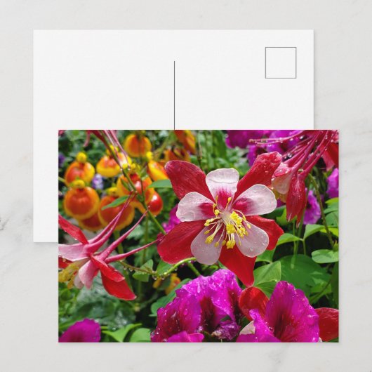 Carte postale du jardin d'été (Devant / Derrière)