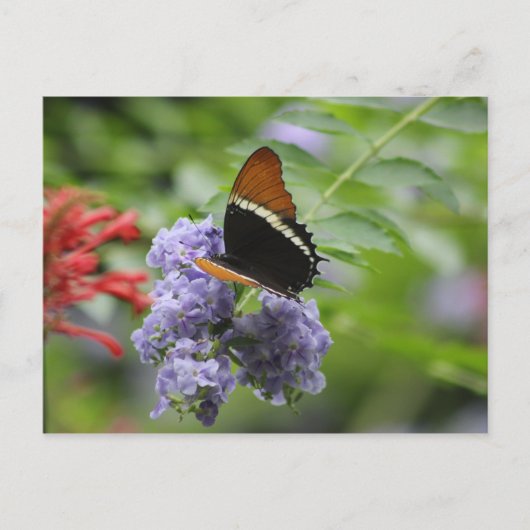 Carte postale du jardin papillon (Devant)