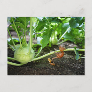 Carte postale du jardinier de printemps de l'elfe 