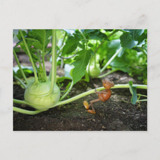 Carte postale du jardinier de printemps de l'elfe