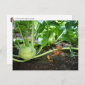 Carte postale du jardinier de printemps de l'elfe (Devant / Derrière)