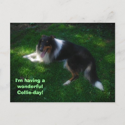 carte postale du jour-collie (Devant)