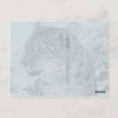 Carte postale du King Snow Leopard du Sommet (Dos)