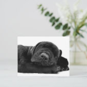 Carte postale du laboratoire de sommeil (Debout devant)