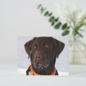 Carte postale du Labrador au chocolat (Debout devant)