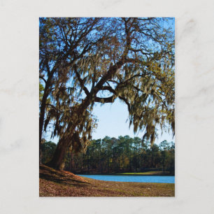 Carte postale du lac Livingston 2