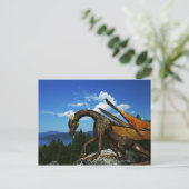 Carte postale du lac View (Debout devant)