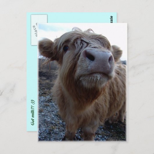 Carte Postale du lait ? ! (Devant / Derrière)