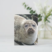 Carte postale du léopard blanc (Debout devant)