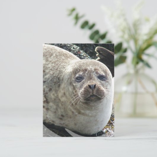 Carte postale du léopard blanc (Debout devant)