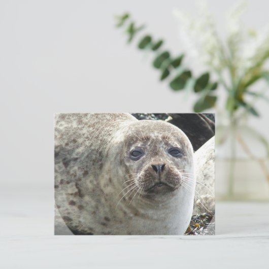 Carte postale du léopard blanc (Debout devant)