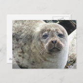 Carte postale du léopard blanc (Devant / Derrière)