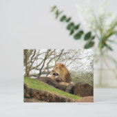 Carte postale du lion (Debout devant)