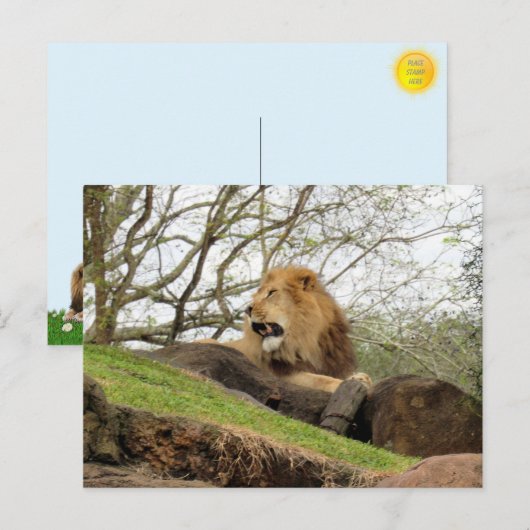 Carte postale du lion (Devant / Derrière)