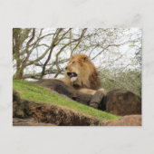 Carte postale du lion (Devant)