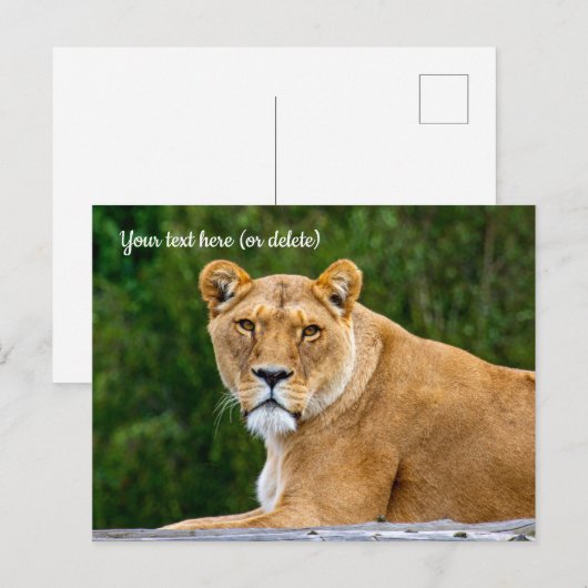 Carte postale du lion (Devant / Derrière)