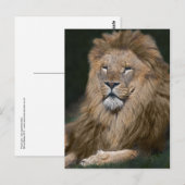 Carte postale du lion fier (Devant / Derrière)