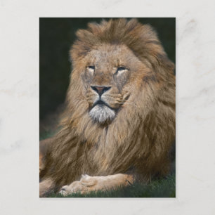 Carte postale du lion fier