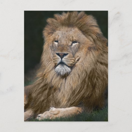 Carte postale du lion fier (Devant)