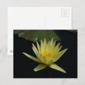 Carte postale du Lotus d'eau jaune (Devant / Derrière)