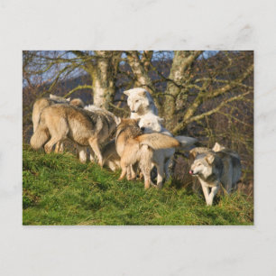 Carte postale du loup de bois canadien