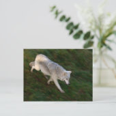 Carte postale du loup de bois canadien (Debout devant)