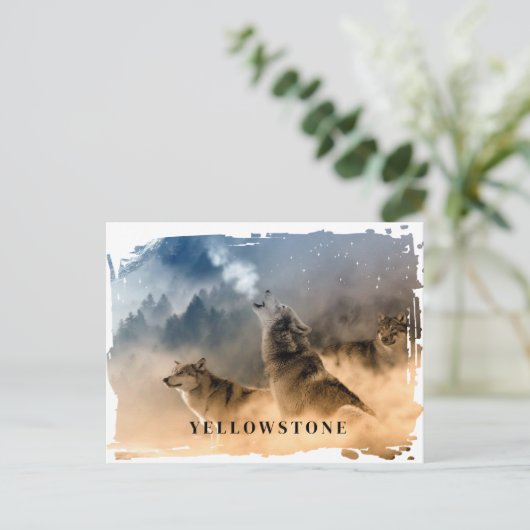 Carte postale du loup de Yellowstone (Debout devant)