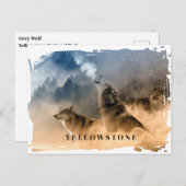 Carte postale du loup de Yellowstone (Devant / Derrière)