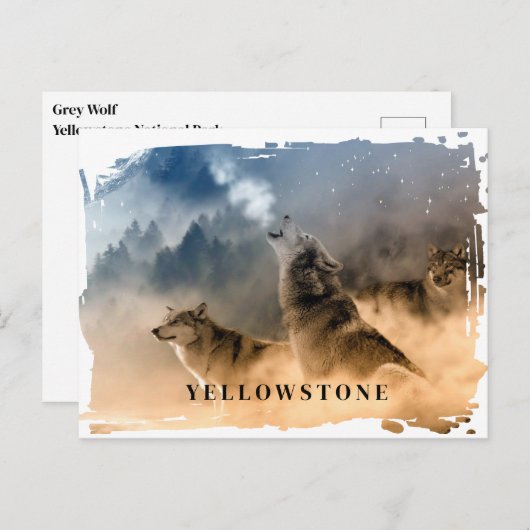 Carte postale du loup de Yellowstone (Devant / Derrière)