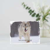 Carte postale du loup de Yellowstone (Debout devant)
