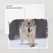 Carte postale du loup de Yellowstone (Devant / Derrière)