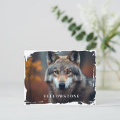 Carte postale du loup de Yellowstone (Debout devant)