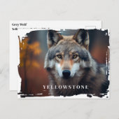 Carte postale du loup de Yellowstone (Devant / Derrière)