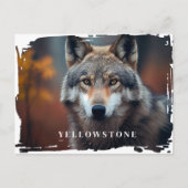 Carte postale du loup de Yellowstone (Devant)