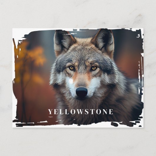 Carte postale du loup de Yellowstone (Devant)
