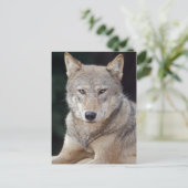 Carte postale du loup gris (Debout devant)