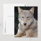 Carte postale du loup gris (Devant / Derrière)