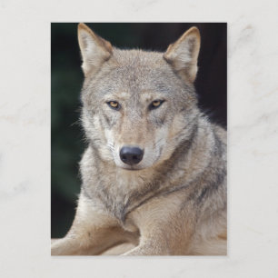Carte postale du loup gris