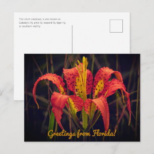 Carte postale du lys des pins de Floride
