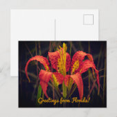 Carte postale du lys des pins de Floride (Devant / Derrière)