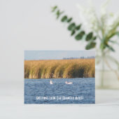 Carte postale du marais d'Oak Hammock (Debout devant)