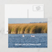 Carte postale du marais d'Oak Hammock (Devant / Derrière)